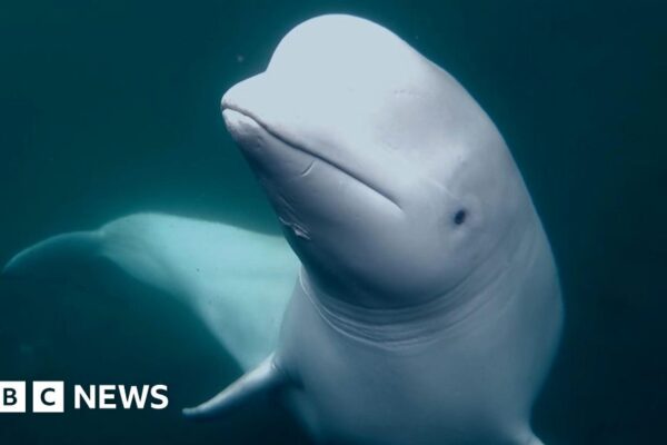 Beluga whale was Russian navy asset