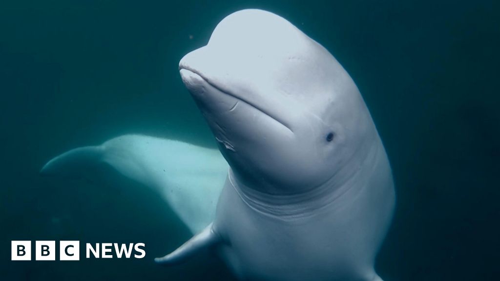 Beluga whale was Russian navy asset