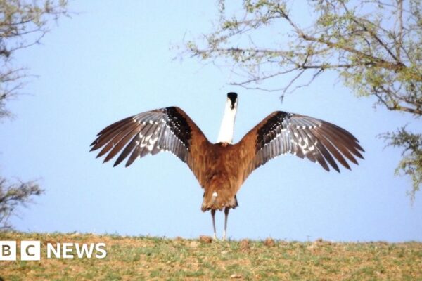 specialists hail breakthrough in bid to save lots of native fowl