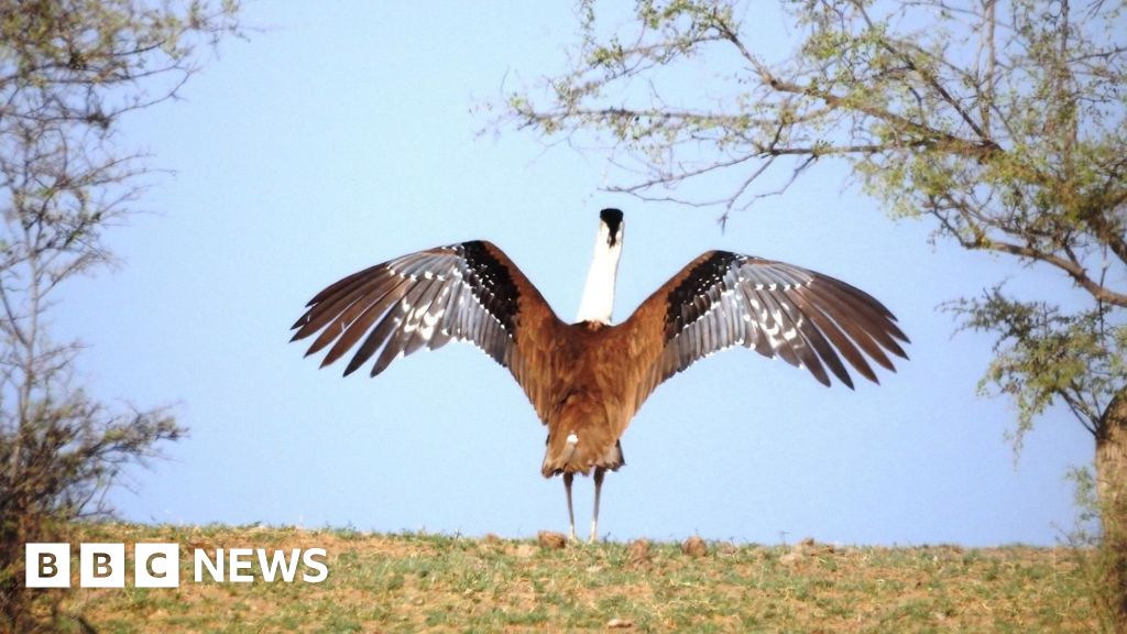 specialists hail breakthrough in bid to save lots of native fowl