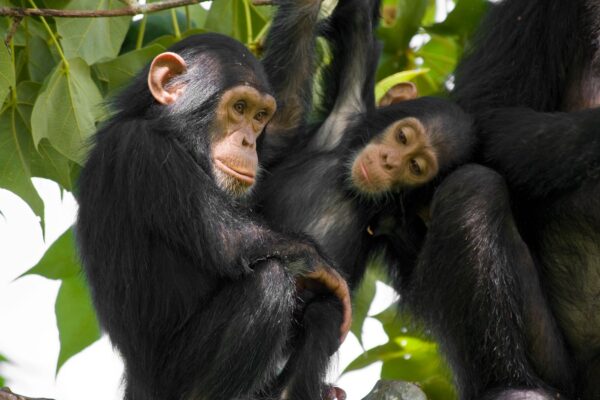 Chimpanzees work higher when watched by viewers, examine suggests | Science, Local weather & Tech Information