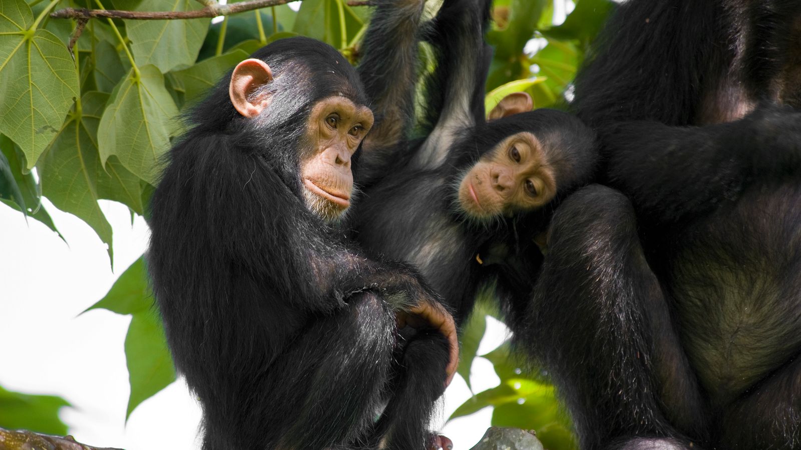 Chimpanzees work higher when watched by viewers, examine suggests | Science, Local weather & Tech Information