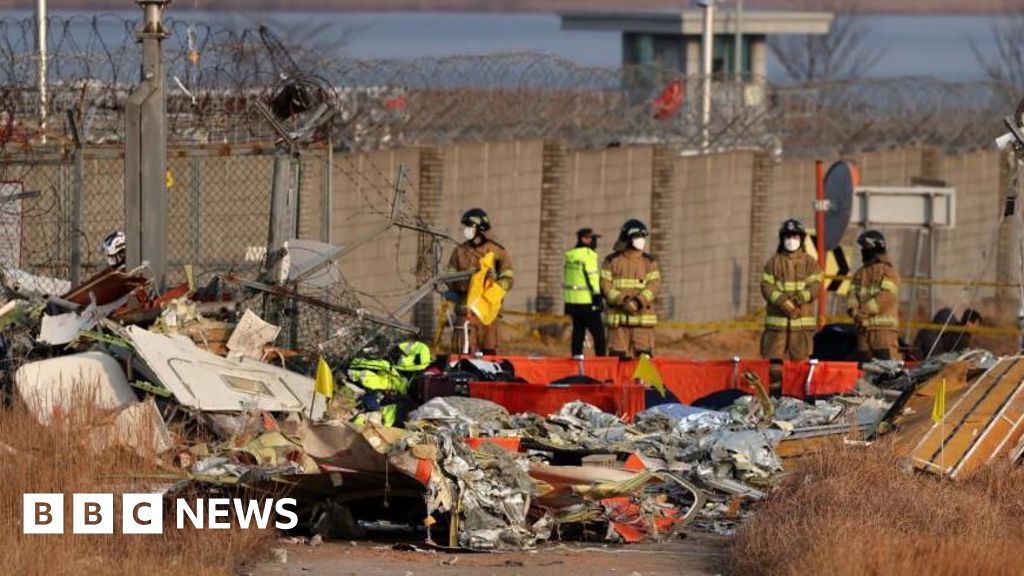 Did bird strike contribute to South Korea plane crash? What we know