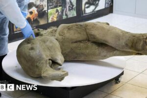 Scientists unveil 50,000-year-old baby mammoth carcass