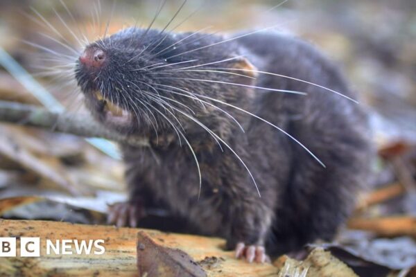 Swimming mouse among 27 new species discovered in Peru