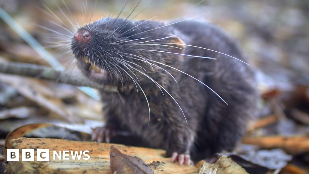 Swimming mouse among 27 new species discovered in Peru