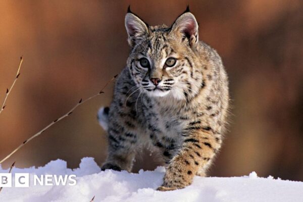 Bird flu kills 20 big cats at Washington animal sanctuary