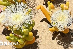 South Africa’s succulent plants under threat from poachers in the Karoo