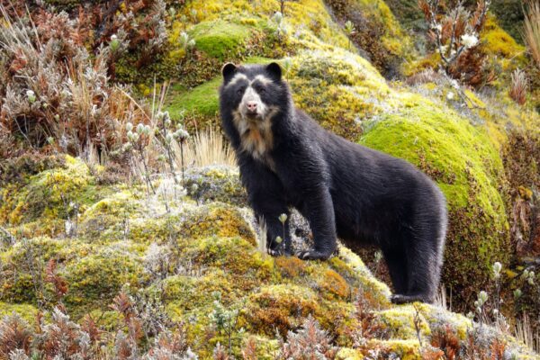 The Colombian coffee growers protecting the spectacled bear | Sustainability