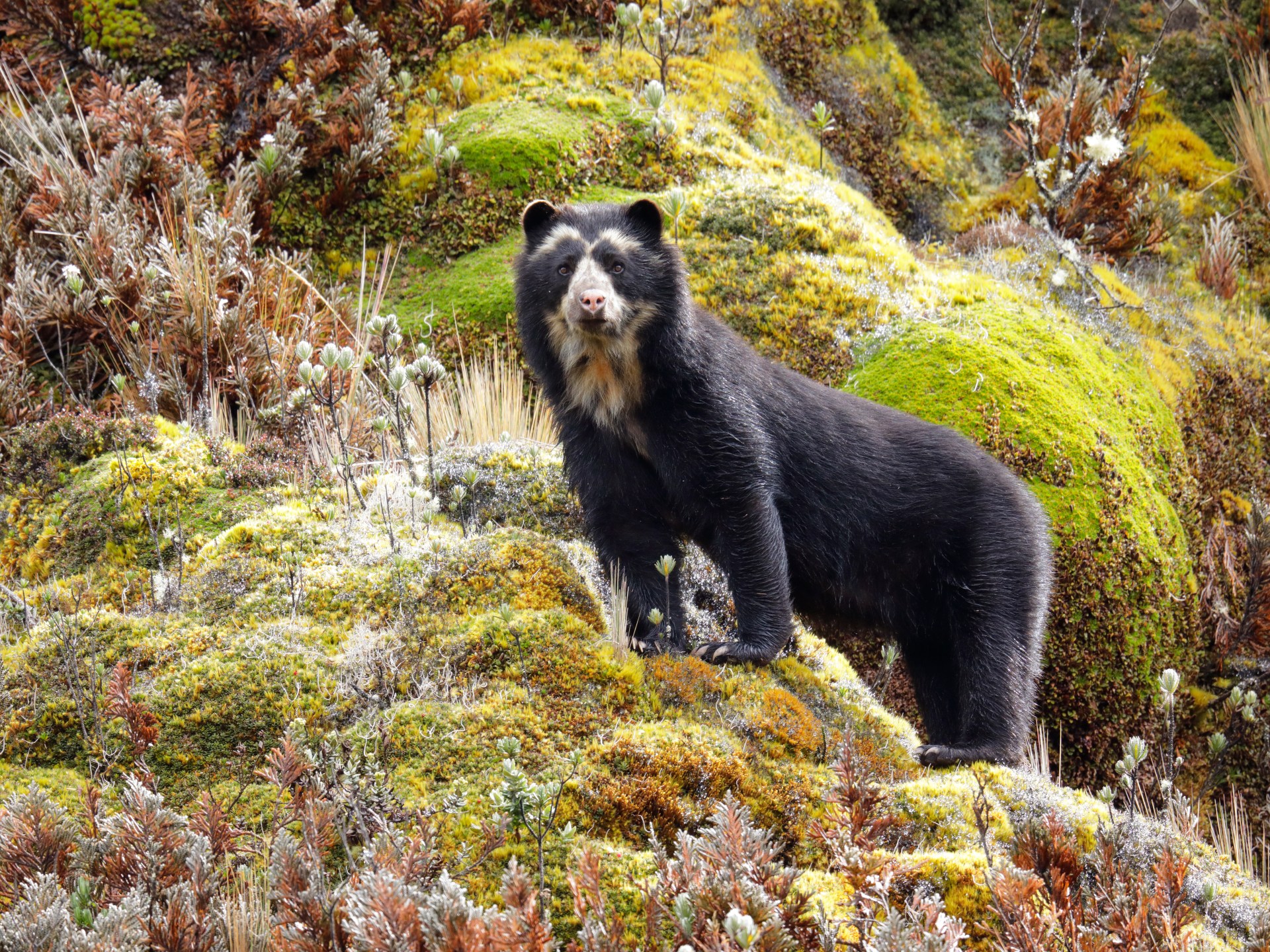 The Colombian coffee growers protecting the spectacled bear | Sustainability