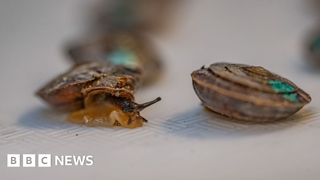 Why 1,329 tiny snails are being set free on a remote island