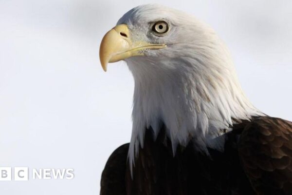 Bald eagle officially declared US national bird after 250 years