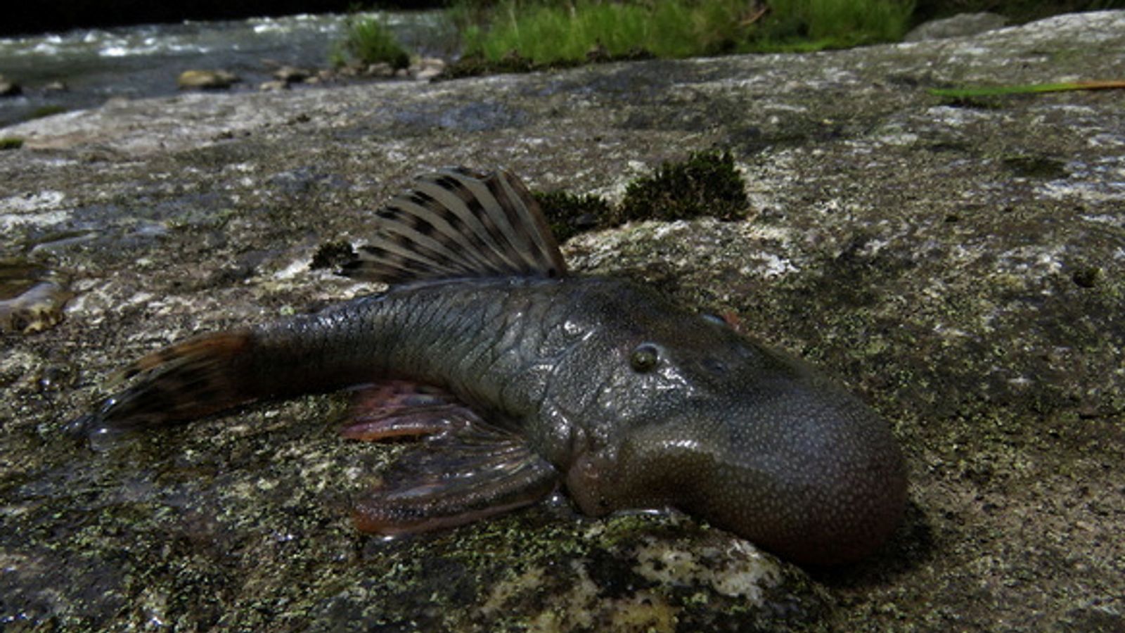 ‘Blob-headed’ fish and semi-aquatic mouse among 27 newly discovered species in Peru | Science, Climate & Tech News