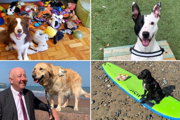 Best dogs of 2024: Good (and bad) boys and girls that made headlines this year | Offbeat News