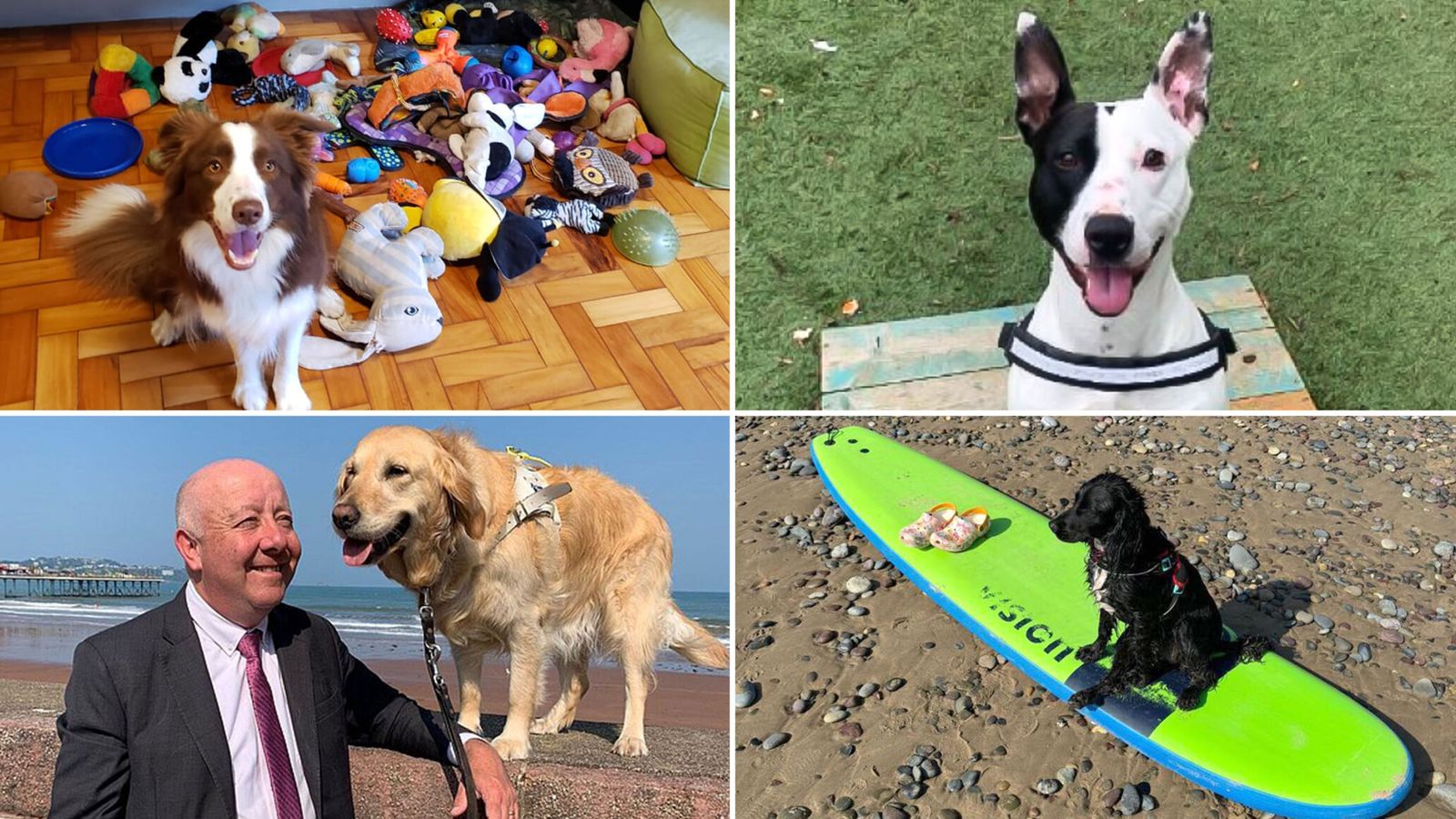 Best dogs of 2024: Good (and bad) boys and girls that made headlines this year | Offbeat News