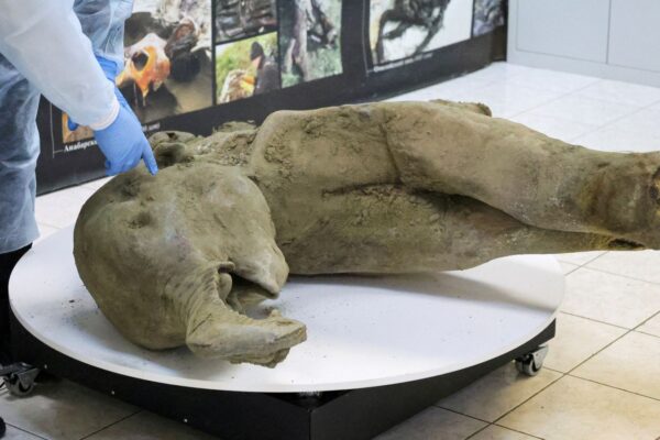 Stays of ‘remarkably nicely preserved’ child mammoth unveiled by scientists | Science, Local weather & Tech Information