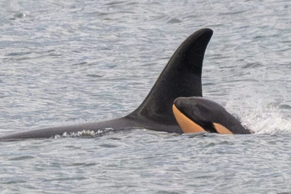 Killer whale Tahlequah who carried dead calf in ‘show of grief’ gives birth again – but experts are concerned | World News