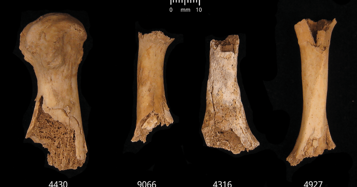 Cannibalism in Britain? How early Bronze Age bones reveal a grim tale | History News