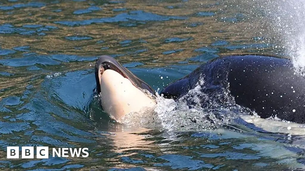 Bereaved whale noticed pushing one other lifeless calf