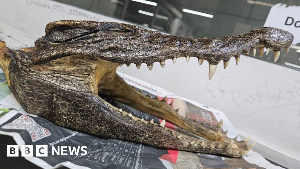 Canadian man carrying crocodile skull arrested at Delhi airport