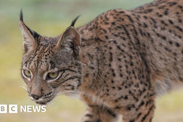 Sluggish return of the Iberian lynx