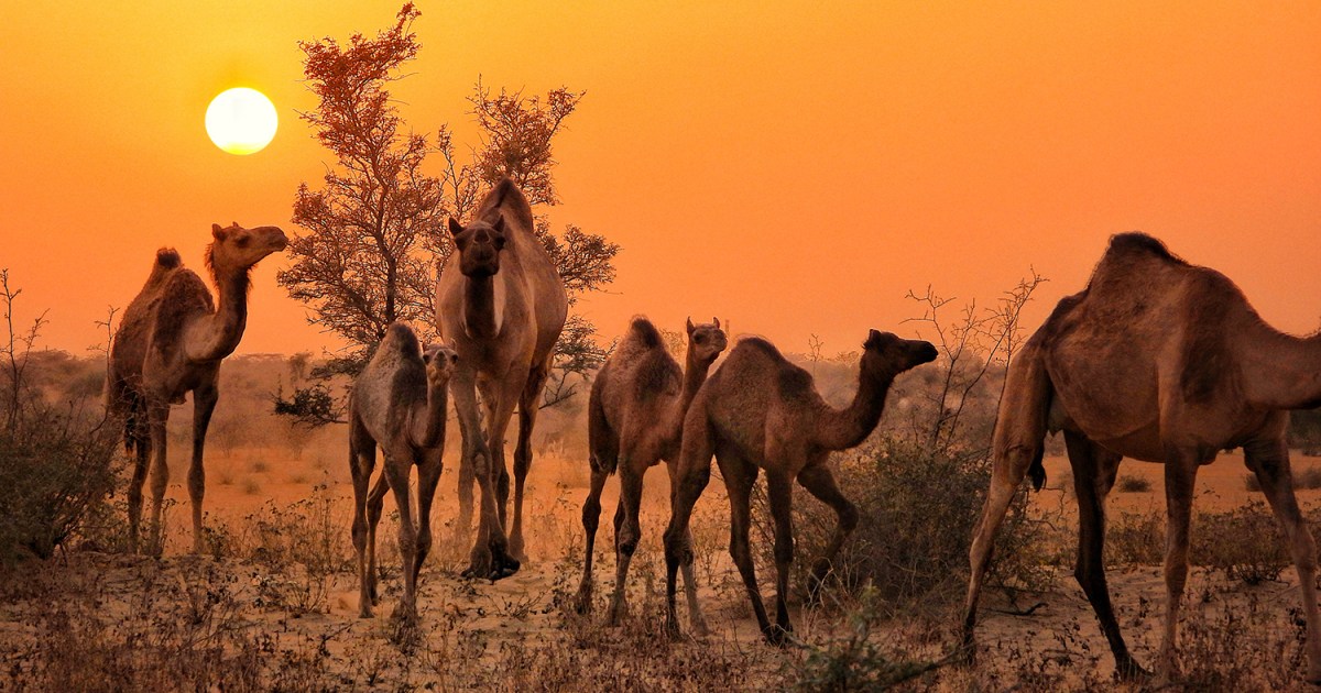 India’s disappearing camels: How a law to save them is wiping them out | Environment News