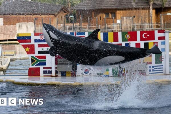 Destiny of orcas left unsure after zoo shuts