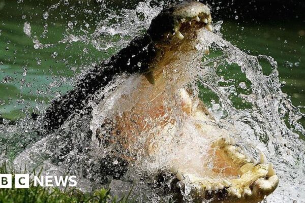 To preserve or cull? Life in Australia’s crocodile capital