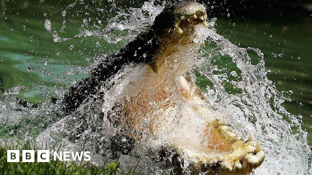 To preserve or cull? Life in Australia’s crocodile capital