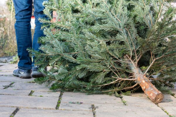 Don’t eat your Christmas trees, Belgians warned | World News