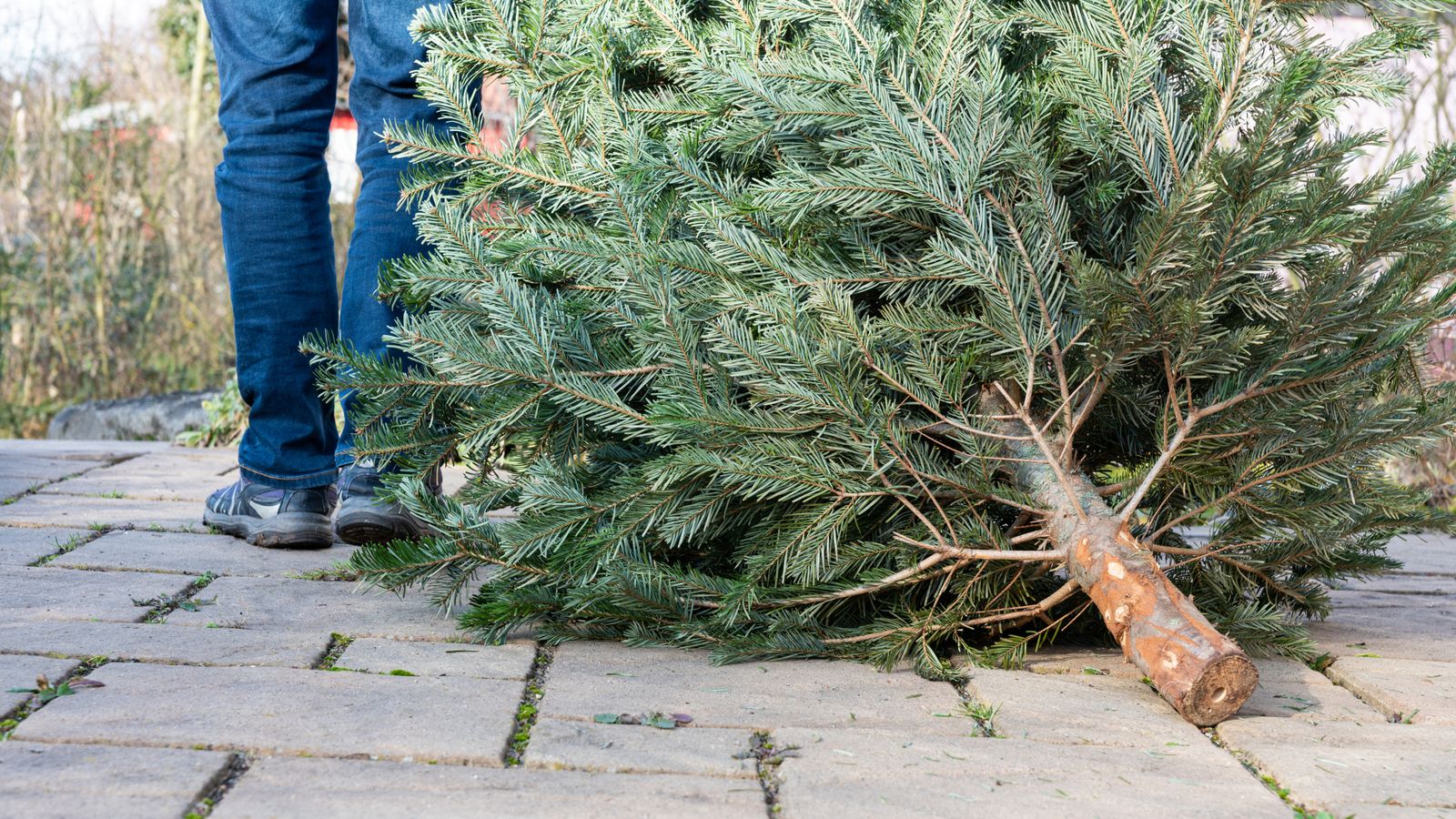 Don’t eat your Christmas trees, Belgians warned | World News