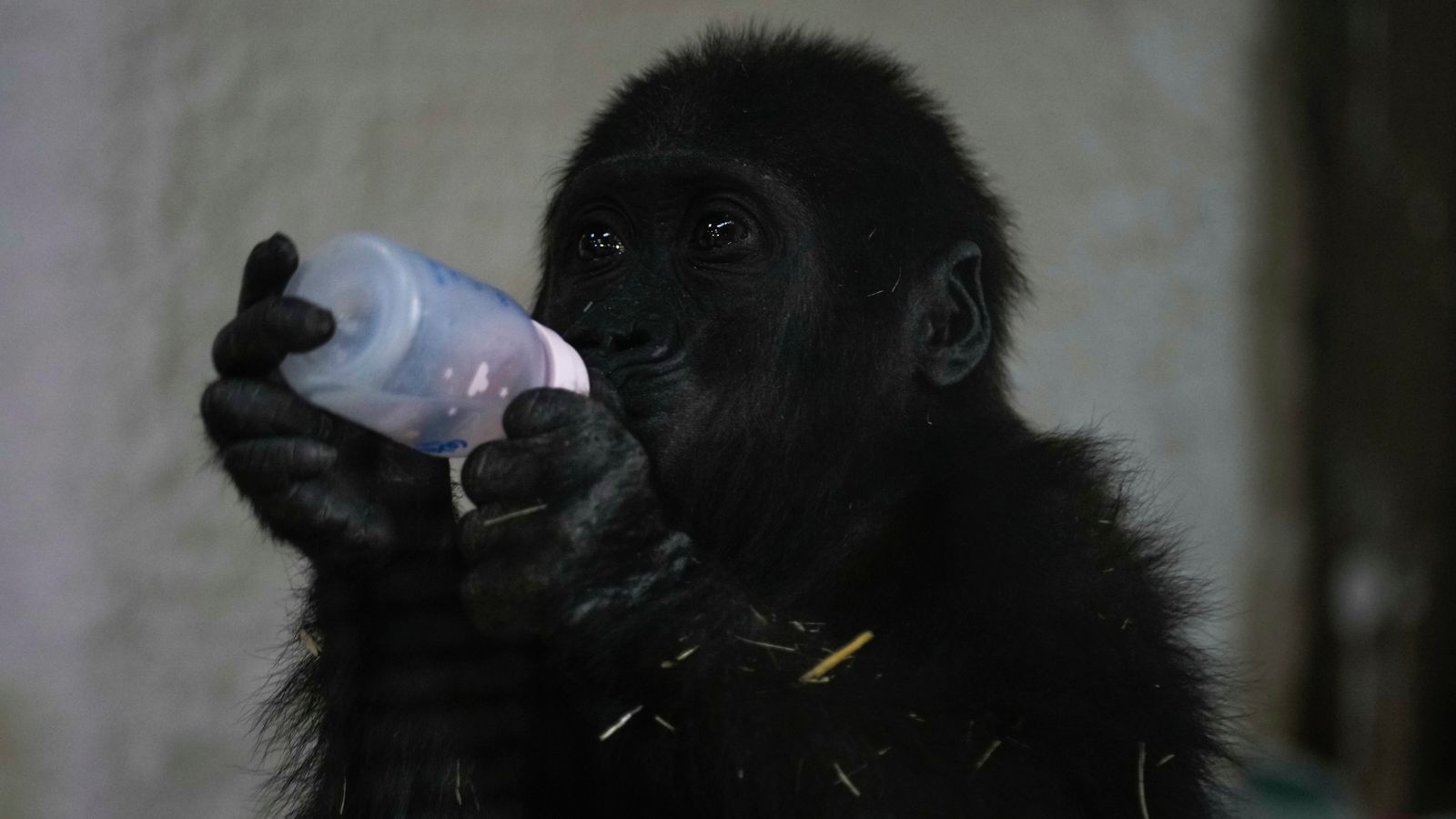 Baby gorilla recovering after rescue from hold of Turkish Airlines plane | World News